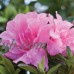 Encore Azalea Autumn Carnation, Pink Re-Blooming Rhododendron   554864109